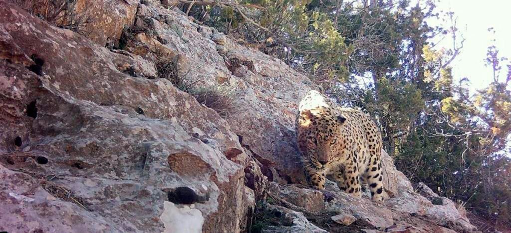 Горы-Балхан-в-Туркменистане:-от-исторической-ценности-к-заповедному-статусу