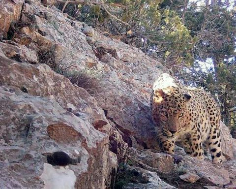 Горы-Балхан-в-Туркменистане:-от-исторической-ценности-к-заповедному-статусу
