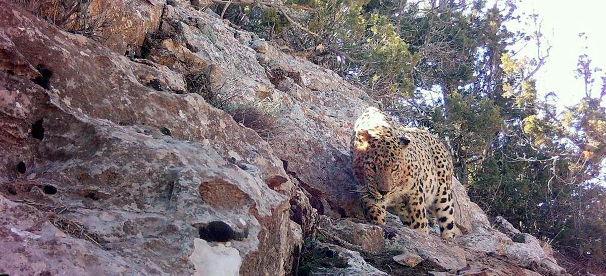 Горы-Балхан-в-Туркменистане:-от-исторической-ценности-к-заповедному-статусу