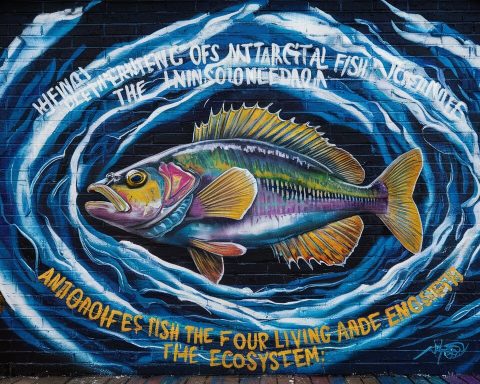 Карельские-генетики-создадут-собственное-маточное-стадо-форели