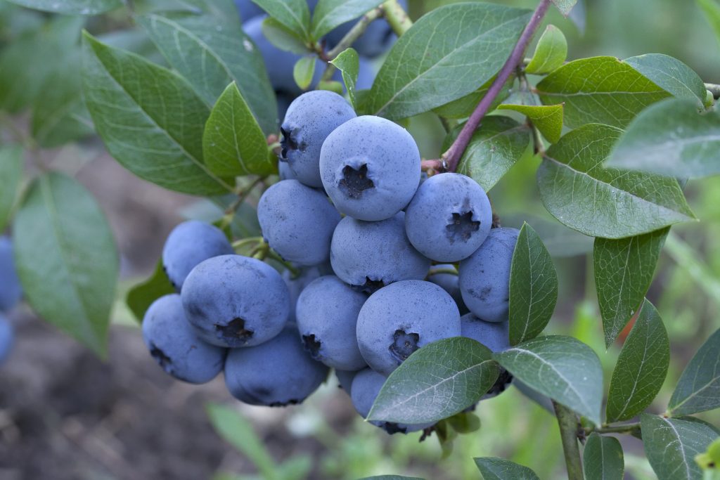 blueberries-and-other-products-supporting-blood-pressure