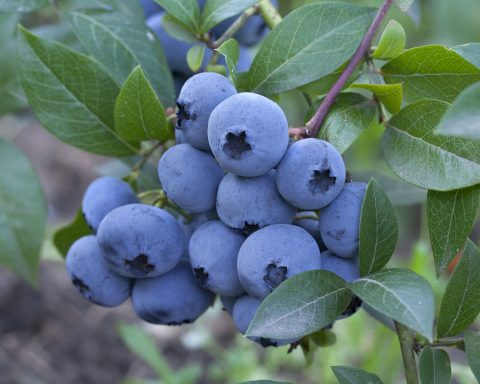 blueberries-and-other-products-supporting-blood-pressure