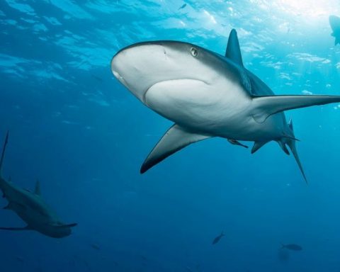 Учёные-выяснили,-что-морская-вода-разъедает-зубы-акул