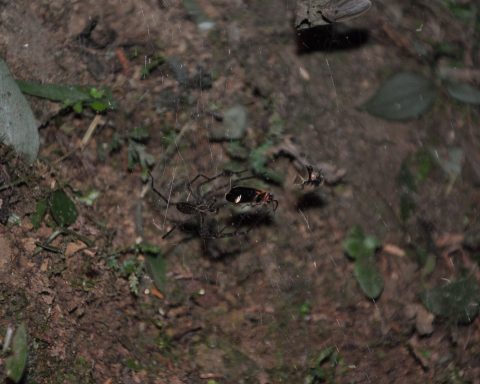 Учёные-засняли,-как-паук-использует-светлячков-как-приманку-для-других-насекомых