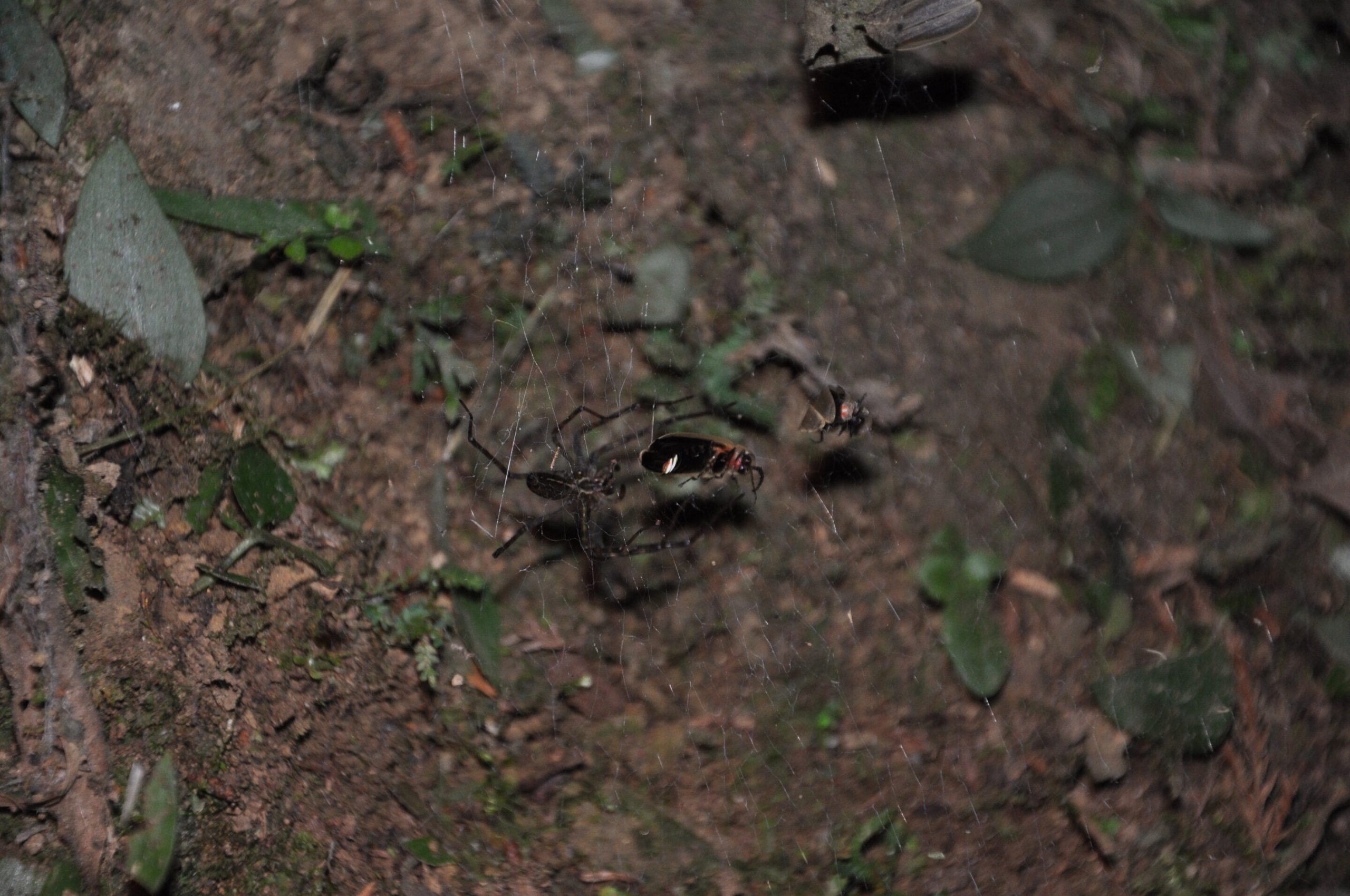 Учёные-засняли,-как-паук-использует-светлячков-как-приманку-для-других-насекомых