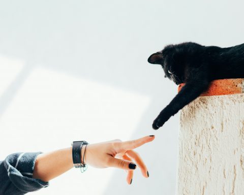 in-russia,-pets-will-be-recorded-using-microchips