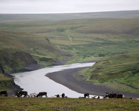 in-russia,-the-project-“guardians-of-the-forest”-was-launched-to-protect-pristine-forests