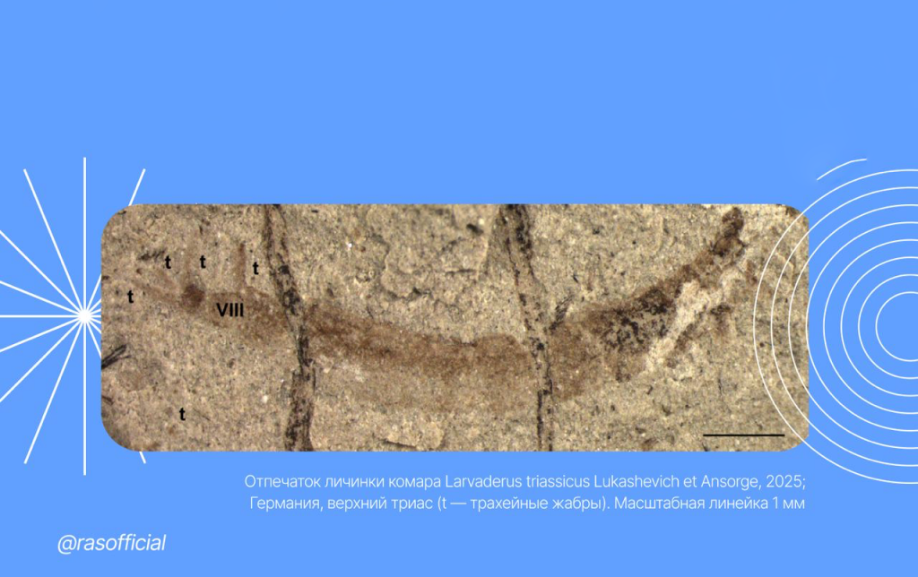 Учёные-РФ-нашли-куколку-древнейшего-кровососа-возрастом-200-миллионов-лет