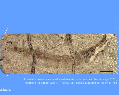 Учёные-РФ-нашли-куколку-древнейшего-кровососа-возрастом-200-миллионов-лет