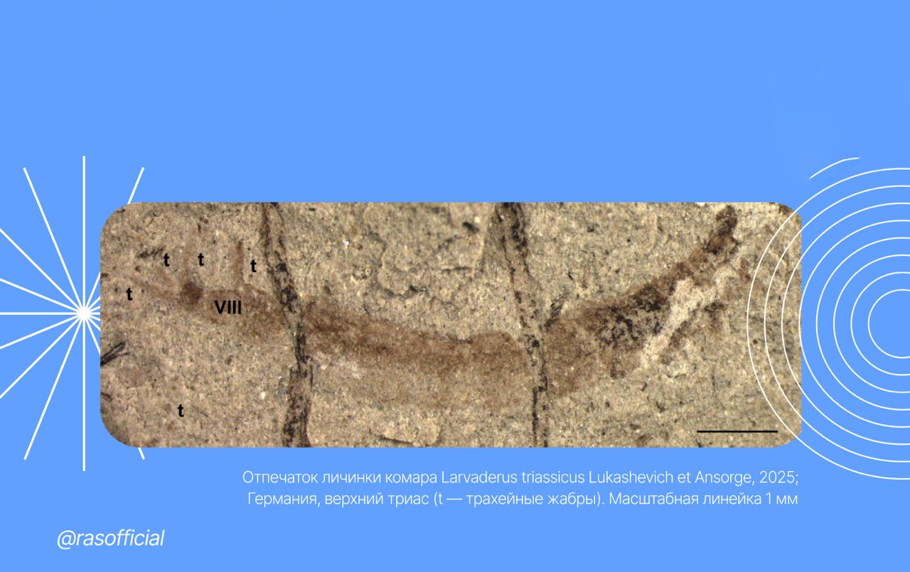 Учёные-РФ-нашли-куколку-древнейшего-кровососа-возрастом-200-миллионов-лет