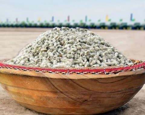 Дашогузский-велаят-Туркменистана-укрепляет-позиции-хлопководства