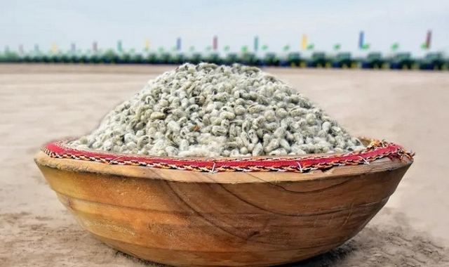 Дашогузский-велаят-Туркменистана-укрепляет-позиции-хлопководства