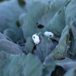 named-7-innovations-of-the-upcoming-airpods-pro-3