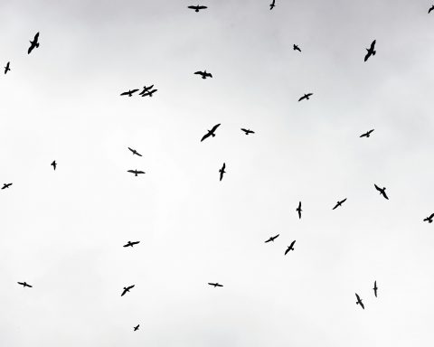 Генетический-банк-редких-краснокнижных-птиц-появится-в России