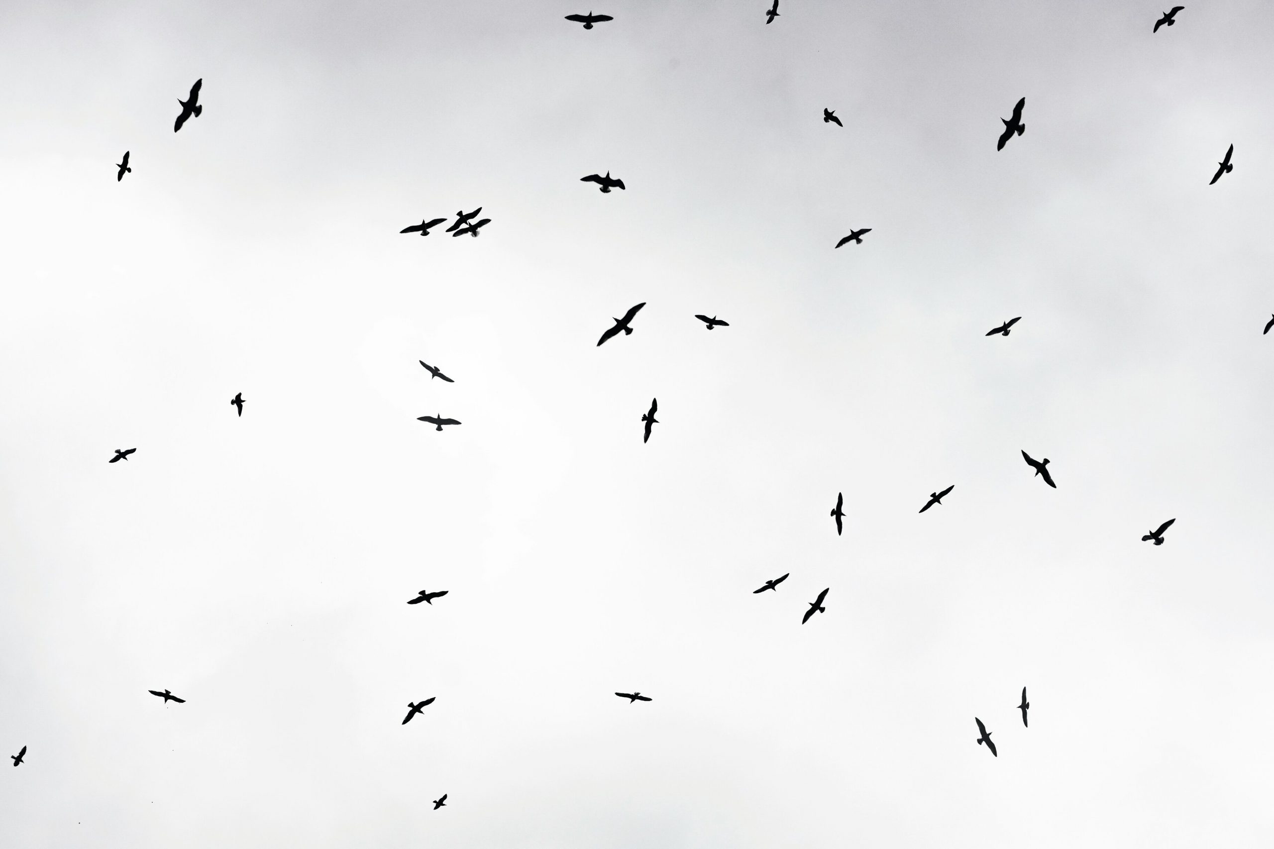 Генетический-банк-редких-краснокнижных-птиц-появится-в России