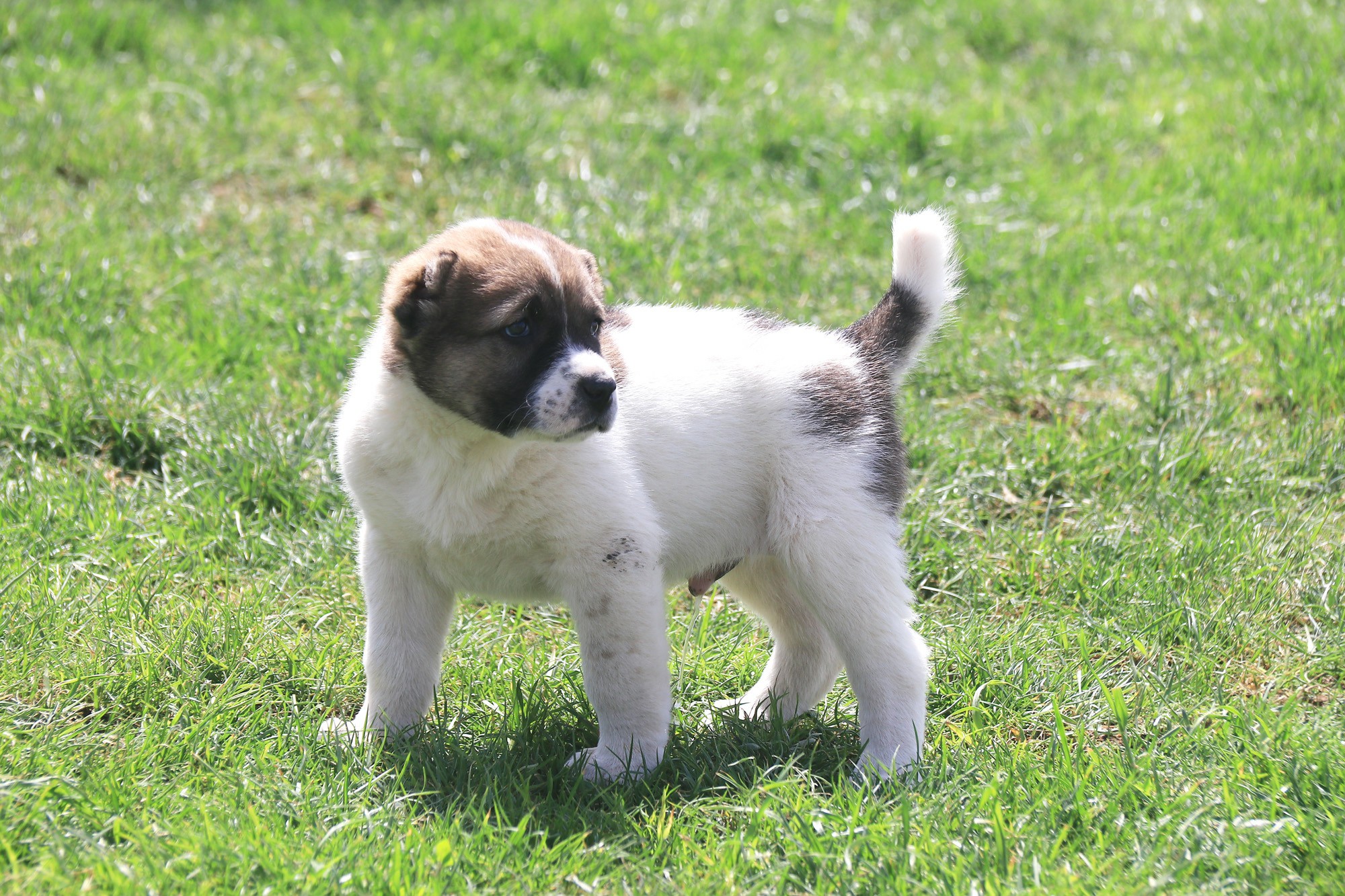 alabay 1 1 THE ASHGABAT TIMES