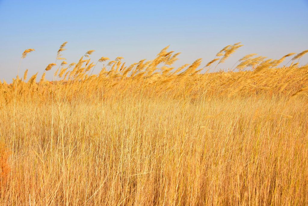 foto merdan orazow 14 THE ASHGABAT TIMES