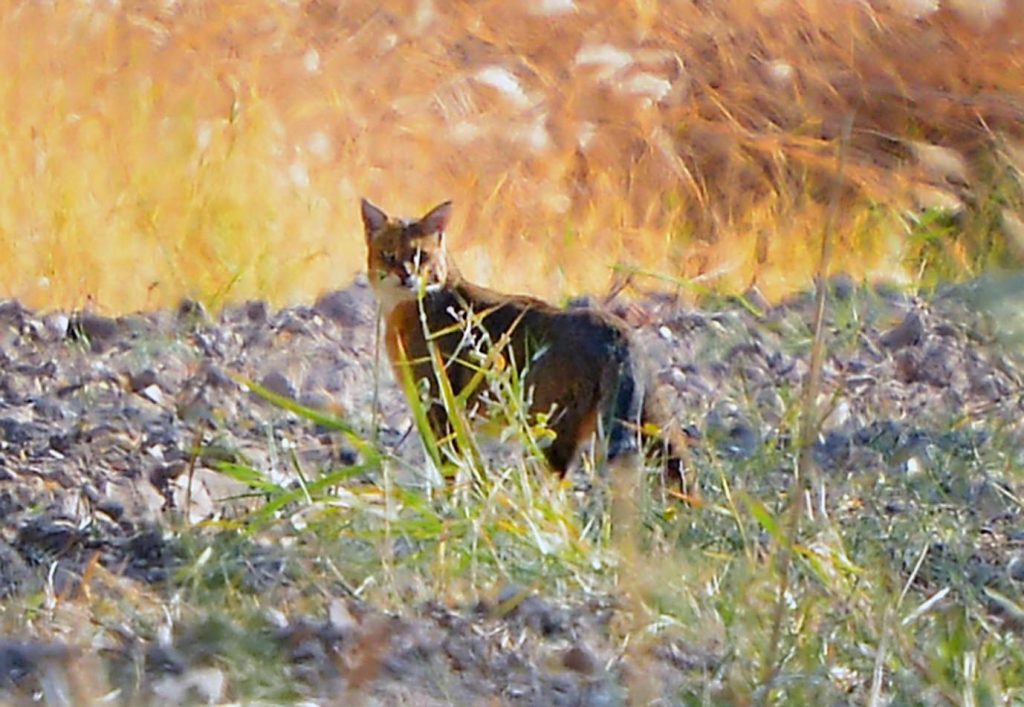 foto merdan orazow 20 THE ASHGABAT TIMES