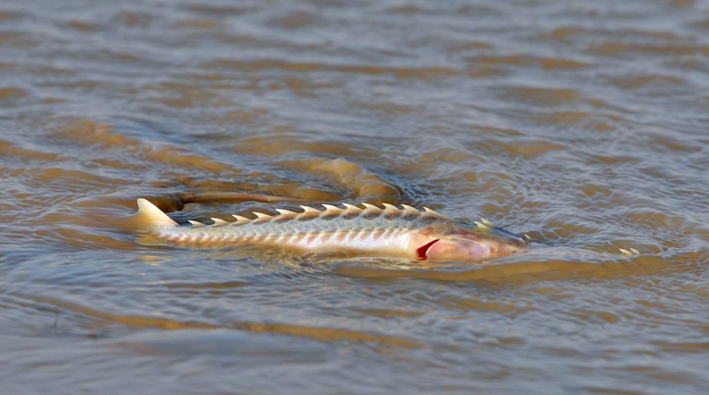 foto merdan orazow 22 THE ASHGABAT TIMES