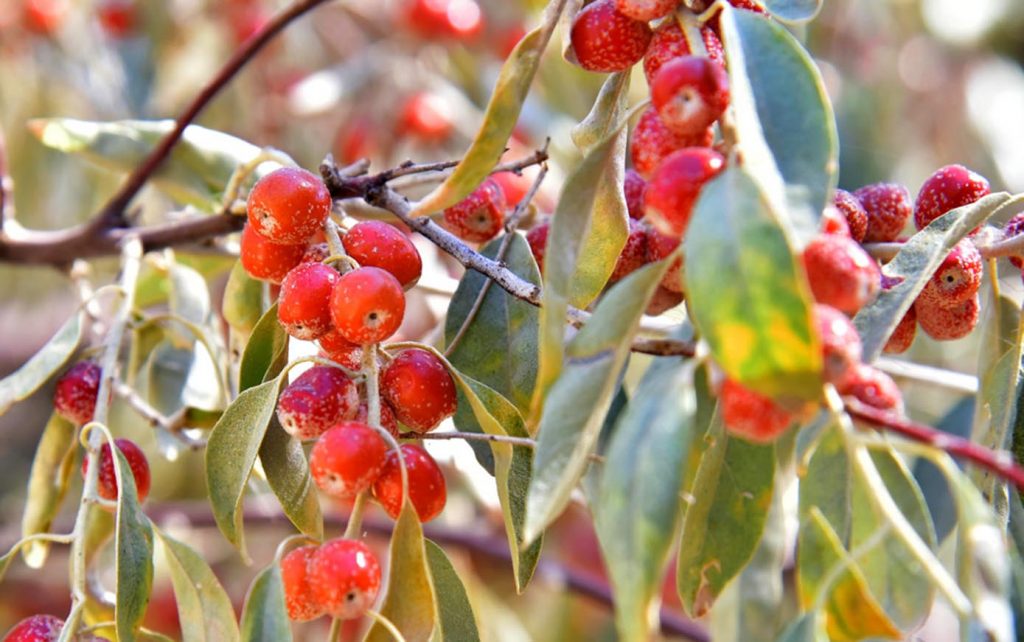 foto merdan orazow 24 THE ASHGABAT TIMES