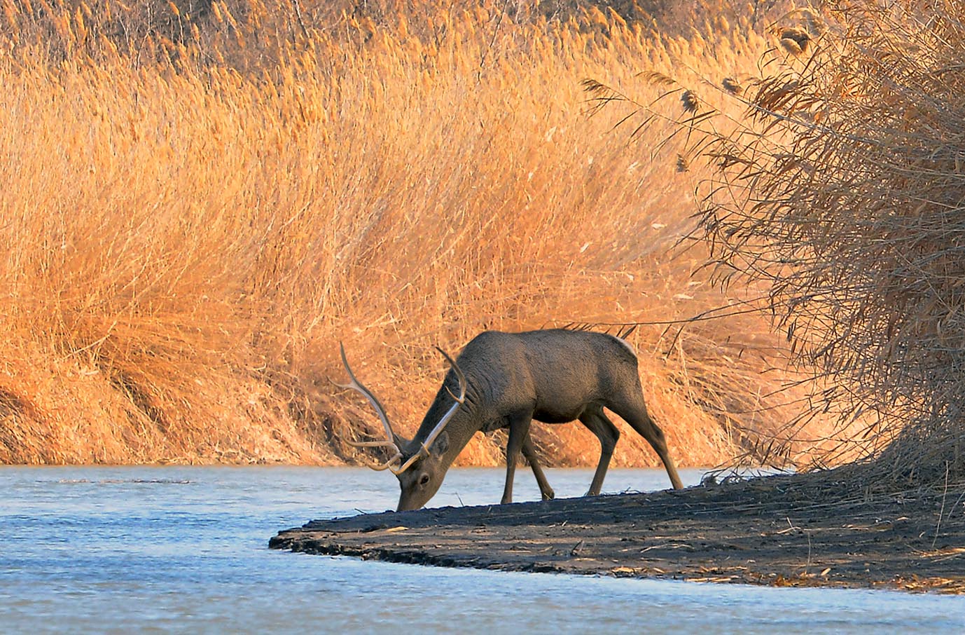 oma 3638 THE ASHGABAT TIMES