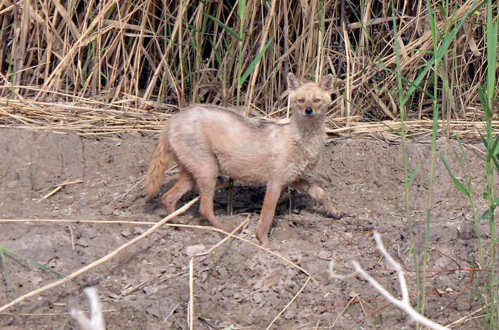 oma 4512 THE ASHGABAT TIMES