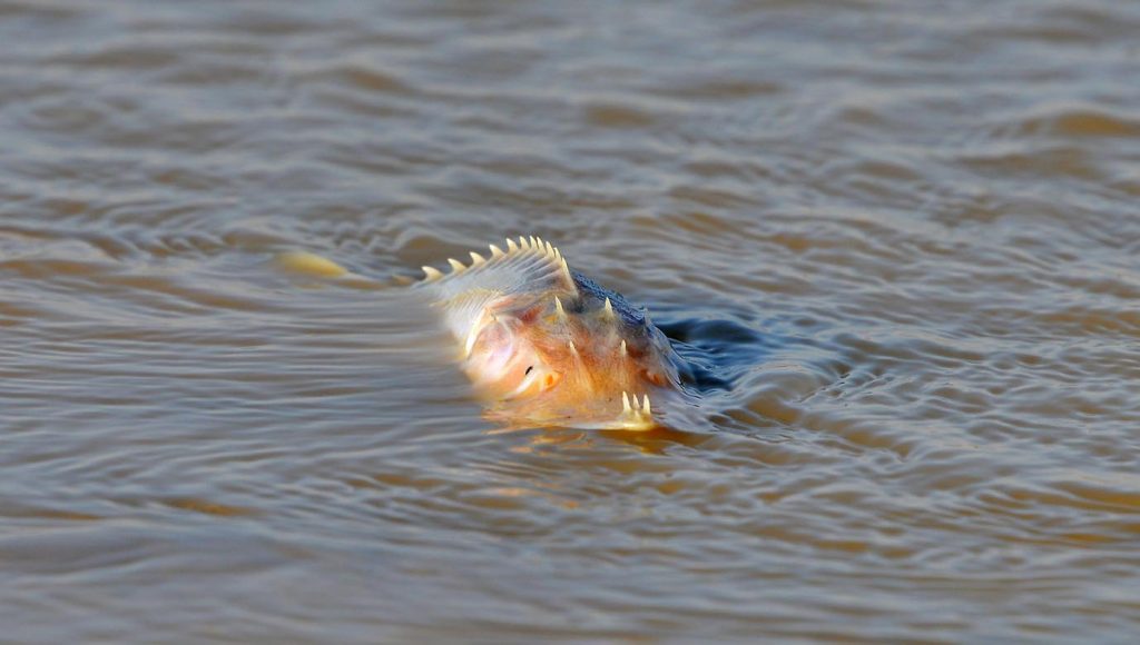 oma 6925 THE ASHGABAT TIMES