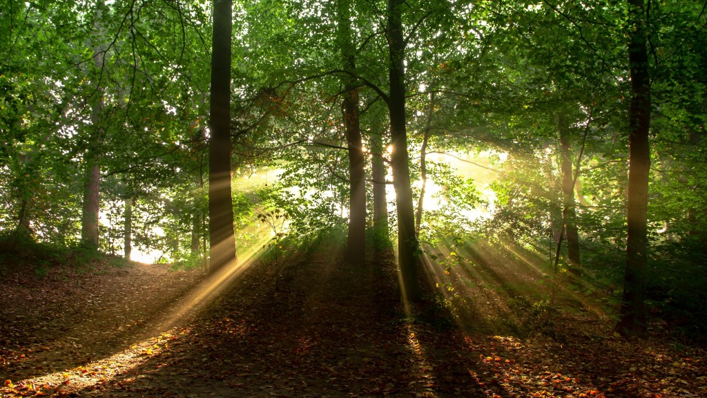 voshod v lesu THE ASHGABAT TIMES