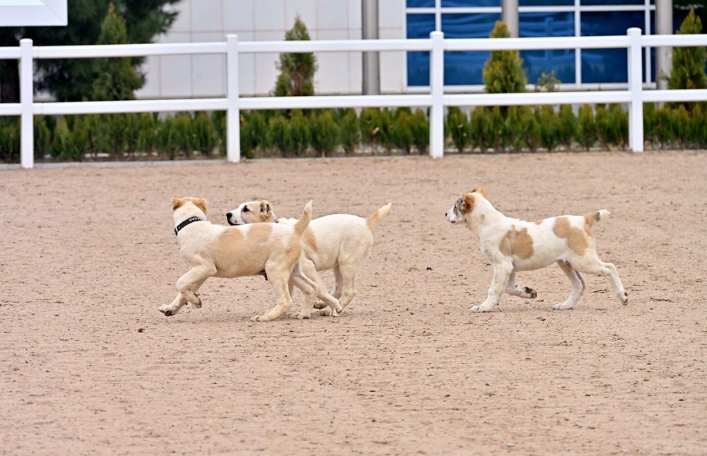 alabay 333 THE ASHGABAT TIMES