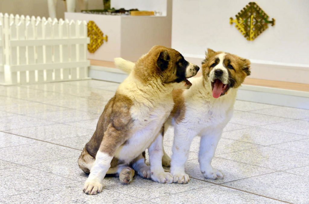 alabay f THE ASHGABAT TIMES