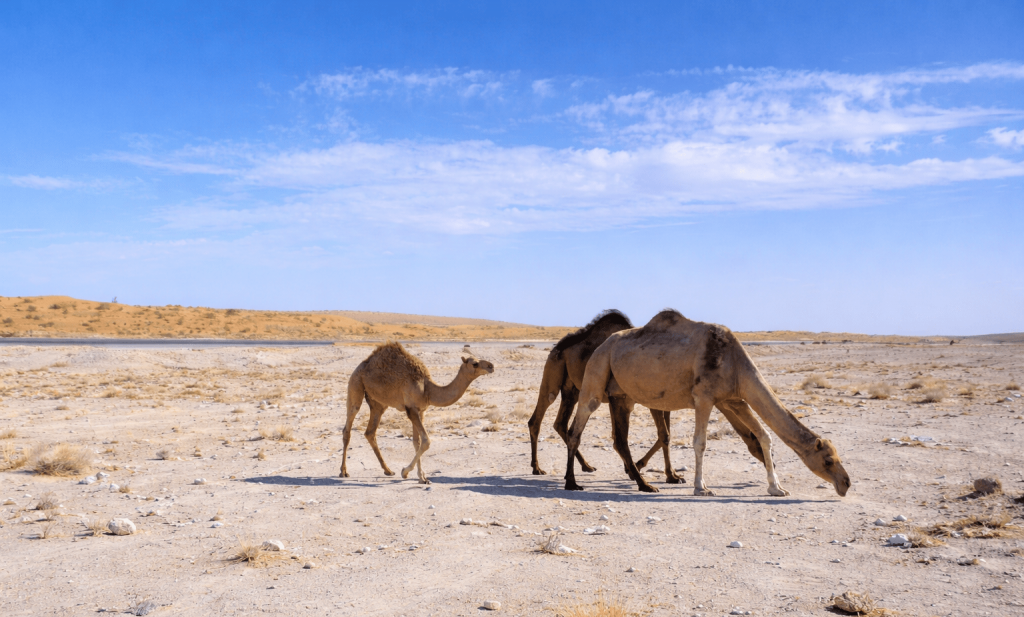 image 18 12 25 12 04 THE ASHGABAT TIMES