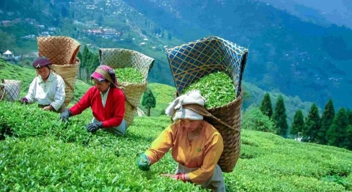 cay hytay THE ASHGABAT TIMES