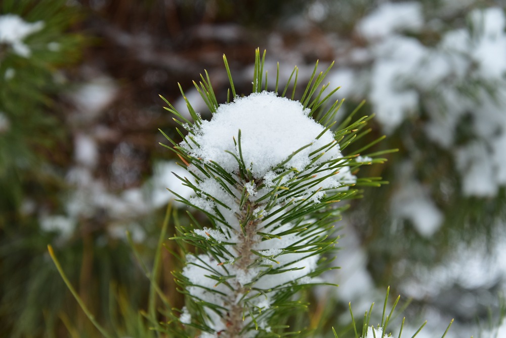 icc 4491 THE ASHGABAT TIMES