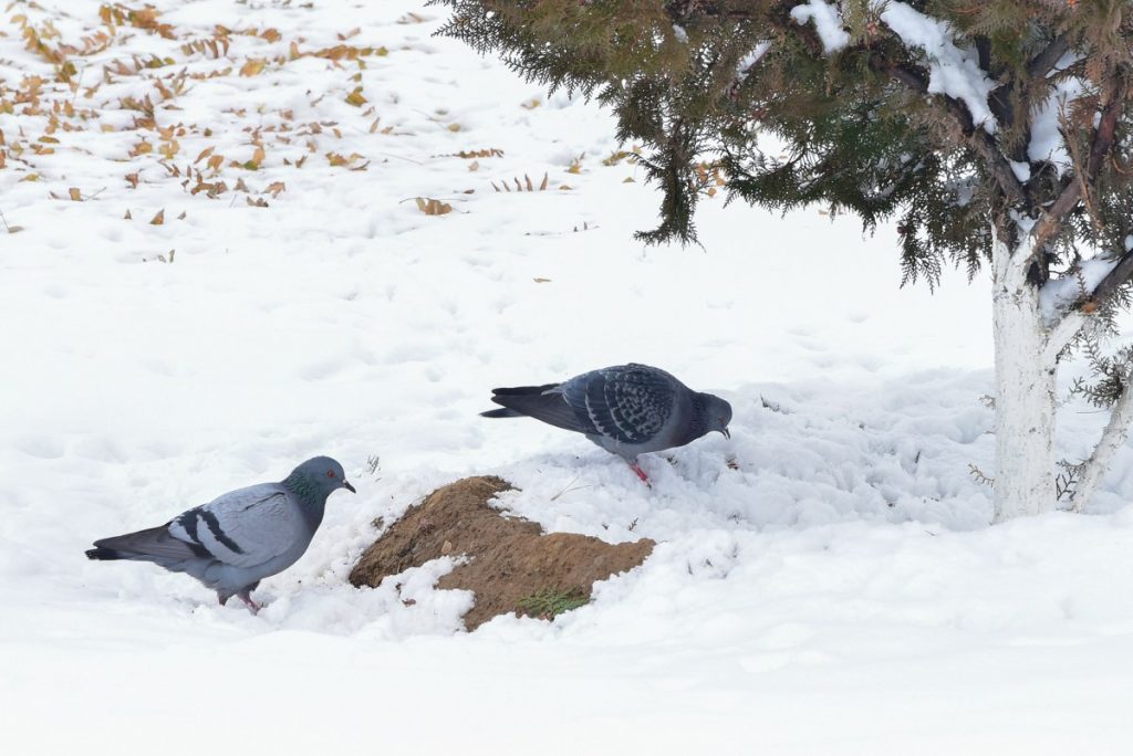 icc 5927 THE ASHGABAT TIMES