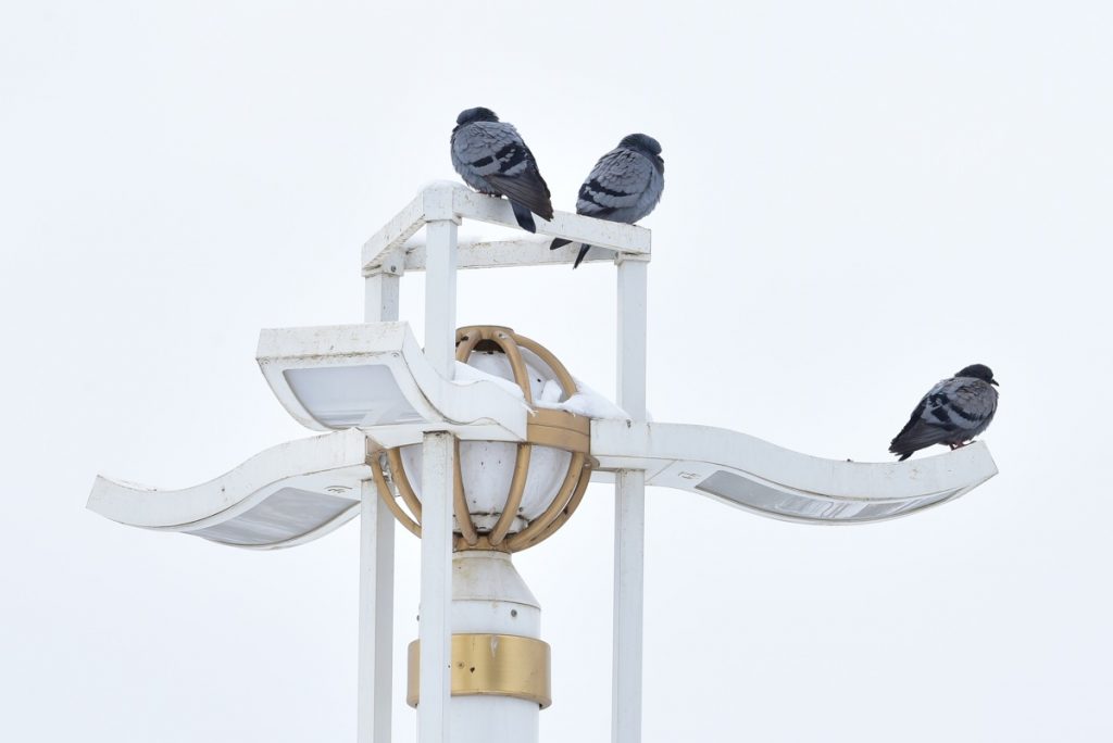 icc 5954 THE ASHGABAT TIMES